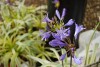 Island View Nursery: Agapanthus  'Gold Strike' 