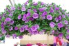 Selecta - First Class: Calibrachoa cultivars 'Double Amethyst' 