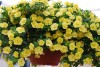 Selecta - First Class: MiniFamous Calibrachoa Double Lemon 