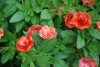 Selecta - First Class: Calibrachoa cultivars 'Double Orange' 