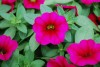 Selecta - First Class: MiniFamous Calibrachoa Electric Purple 