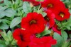 Selecta - First Class: Calibrachoa cultivars 'Vampire' 