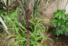 Island View Nursery: Carex  'Rokohu Sunrise' 