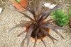 Island View Nursery: Cordyline  'Renegade' 