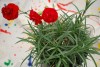 Island View Nursery: Dianthus Passion Scent First