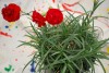 Island View Nursery: Dianthus Passion Scent First