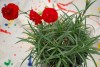 Island View Nursery: Dianthus  'Passion' 