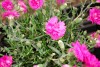 Island View Nursery: Dianthus Starlette 