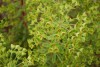 Island View Nursery: Euphorbia Ascot Rainbow 