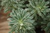 Island View Nursery: Euphorbia  'Glacier Blue' 