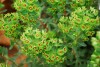 Island View Nursery: Euphorbia  'Rudolph' 