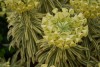 Island View Nursery: Euphorbia  'Tasmanian Tiger' 