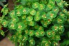 Island View Nursery: Euphorbia  'Tiny Tim' 
