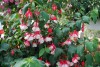 Jackson & Perkins Inc.: Fuchsia  'Double Red' 