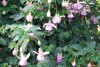 Jackson & Perkins Inc.: Fuchsia  'Mauve' 