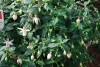 Jackson & Perkins Inc.: Fuchsia  'White' 