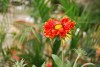 Island View Nursery: Gaillardia El Fuego 