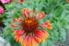 Selecta - First Class: Gaillardia cultivars 'Red' 