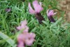 Island View Nursery: Lavandula  'Blueberry Ruffles' 