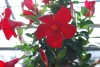 Jackson & Perkins Inc.: Mandevilla splendens 'Mini Crimson' 