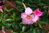 Jackson & Perkins Inc.: Mandevilla splendens 'Pretty Pink' 