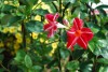 Jackson & Perkins Inc.: Mandevilla splendens 'Stars & Stripes' 