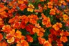 Selecta - First Class: Nemesia cultivars 'Orange' 