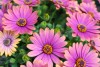 Selecta - First Class: Osteospermum ecklonis 'Copper Amethyst' 