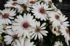 Selecta - First Class: Osteospermum ecklonis 'Milky Way' 