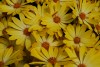 Selecta - First Class: Osteospermum ecklonis 'Yellow and White' 