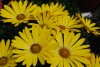 Selecta - First Class: Osteospermum ecklonis 'Yellow' 