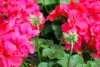 Selecta - First Class: Pelargonium peltatum 'Dark Salmon' 