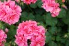 Selecta - First Class: Pelargonium peltatum 'Pink' 