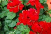 Selecta - First Class: Pelargonium peltatum 'Scarlet Red' 