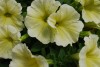 Selecta - First Class: Petunia cultivars 'Yellow' 