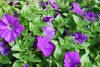 Jackson & Perkins Inc.: Surfinia Petunia Patio Blue 