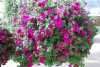 Jackson & Perkins Inc.: Surfinia Petunia Purple Picotee 