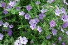 Jackson & Perkins Inc.: Phlox  'Lavender' 