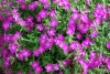 Jackson & Perkins Inc.: Phlox  'Pink White Star' 