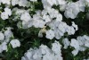 Jackson & Perkins Inc.: Phlox  'White' 