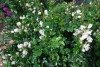 Jackson & Perkins Inc.: Rosa  'SnowCone' 