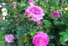 Jackson & Perkins Inc.: Rosa floribunda 'Sweet Intoxication' 