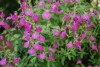 Island View Nursery: Salvia Ultra Violet 