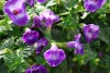 Jackson & Perkins Inc.: Torenia  'Large Violet' 