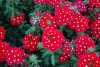 Suntory Flowers, Ltd.: Temari Verbena Cherry Red 