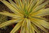Island View Nursery: Yucca Bright Star 