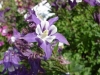 Gilroy Young Plants: Aquilegia  '' Blue-White