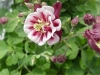 Gilroy Young Plants: Aquilegia  '' Double Red-White