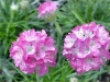 Gilroy Young Plants: Armeria  '' Rose
