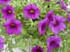 Selecta - First Class: Calibrachoa  '' Dark Blue Improved